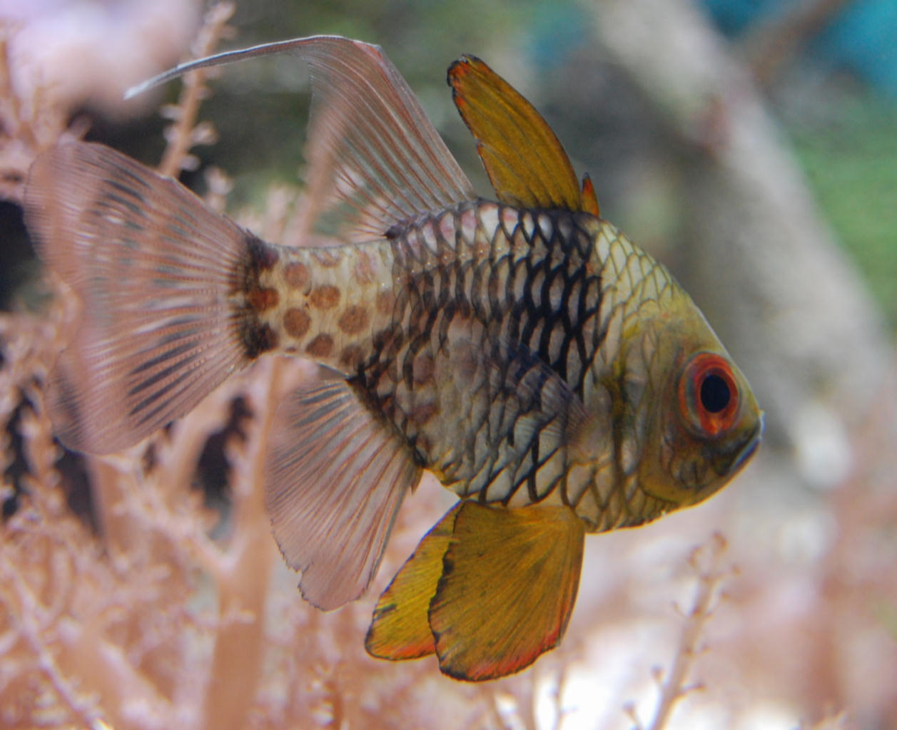 Sphaeramia nematoptera (Pesce cardinale pigiama)